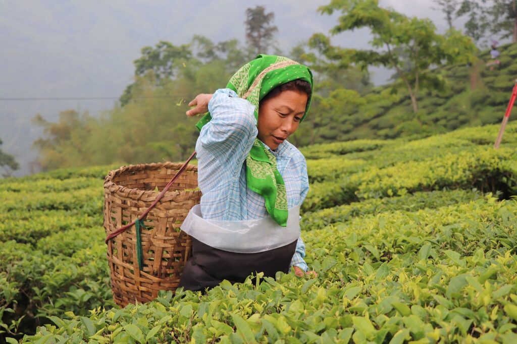 Tea field